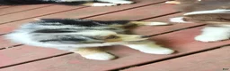 Miniature Australian Shepherd dogs for sale: Spot - Ad 1