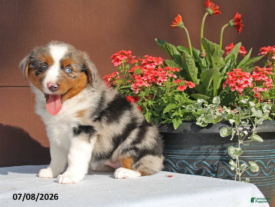 Miniature Australian Shepherd dogs Annie - Ad 1