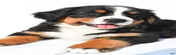 Bernese Mountain Dog dogs for sale: Peggy - Ad 6