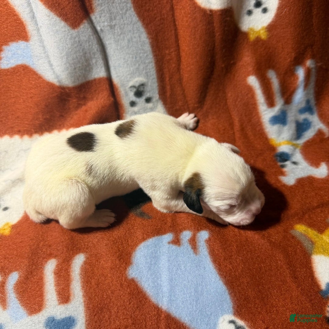 Boxer dogs for sale: Frosty - Ad 2