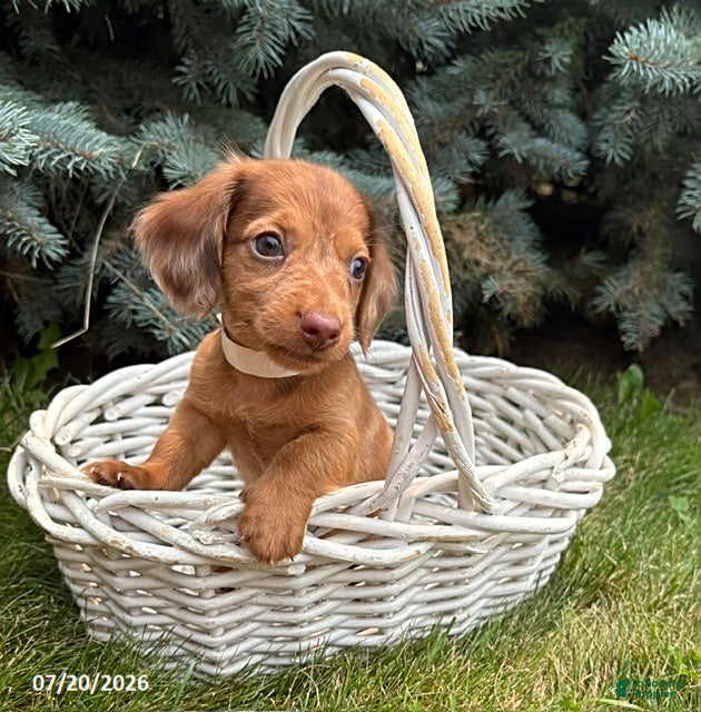 Dachshund dogs Laker - Ad 2