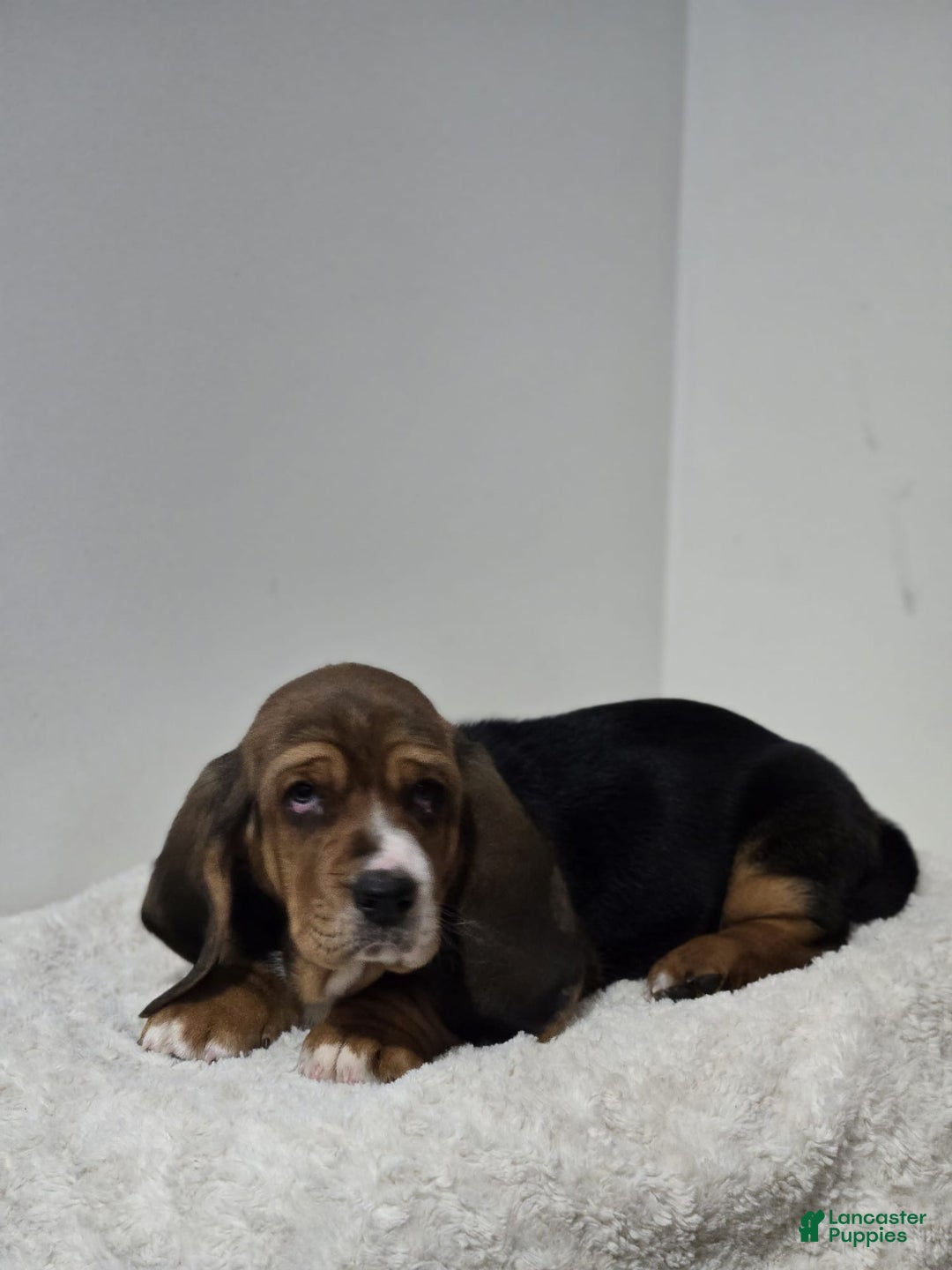 Basset Hound dogs for sale: Axel - Ad 2