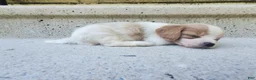 Cavachon dogs for sale: Brownie - Ad 5