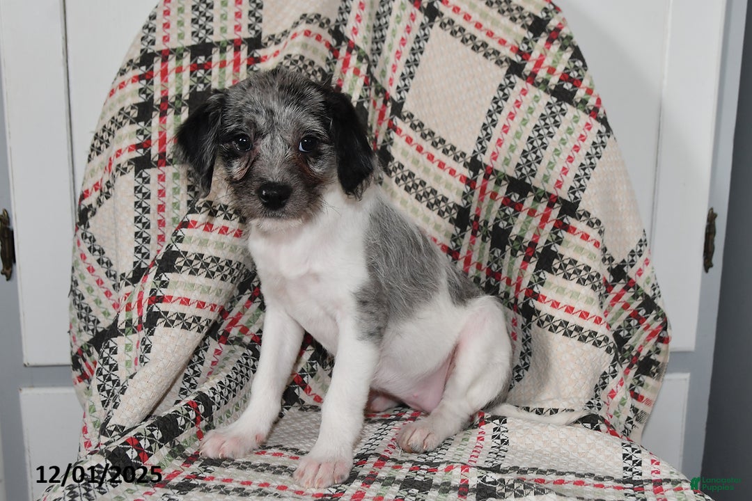 Mixed Breed dogs for sale: Buttercup - Ad 3