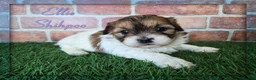 Shihpoo dogs for sale: Ellie - Ad 1