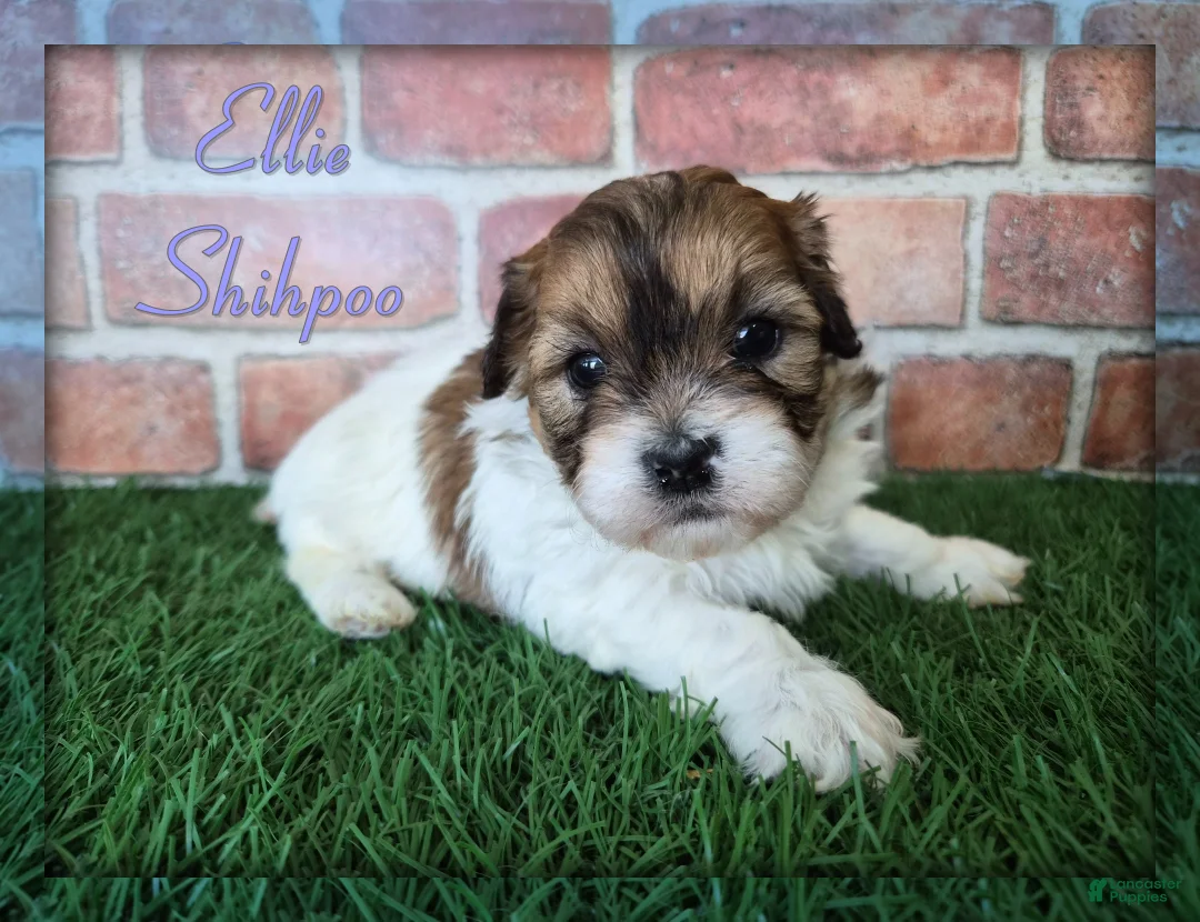 Shihpoo dogs for sale: Ellie - Ad 1