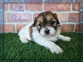 Shihpoo dogs Ellie - Ad 31