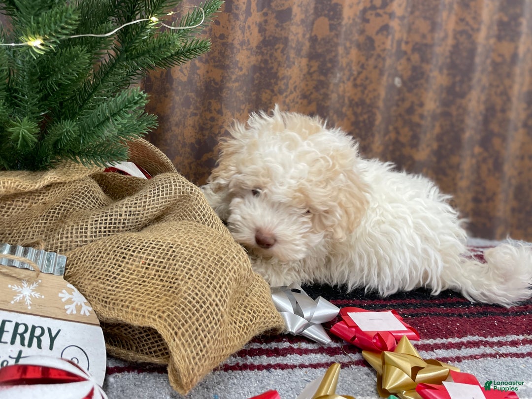 Miniature Poodle dogs for sale: Sheldon - Ad 10