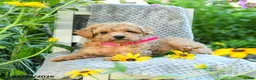 Maltipoo dogs for sale: Lily - Ad 3