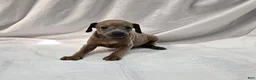 Italian Greyhound dogs for sale: Fawn Male - Hari - Ad 4