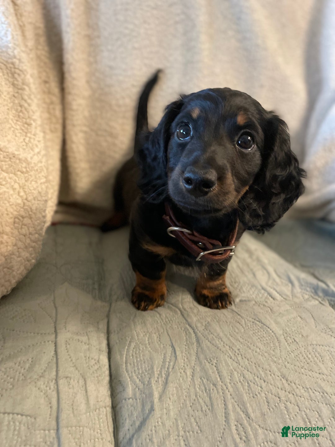 Miniature Dachshund dogs for sale: Milo - Ad 1