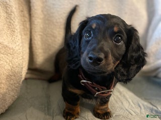 Miniature Dachshund dogs Milo - Ad 31