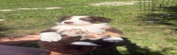 Border Collie dogs for sale: Georgia - Ad 5