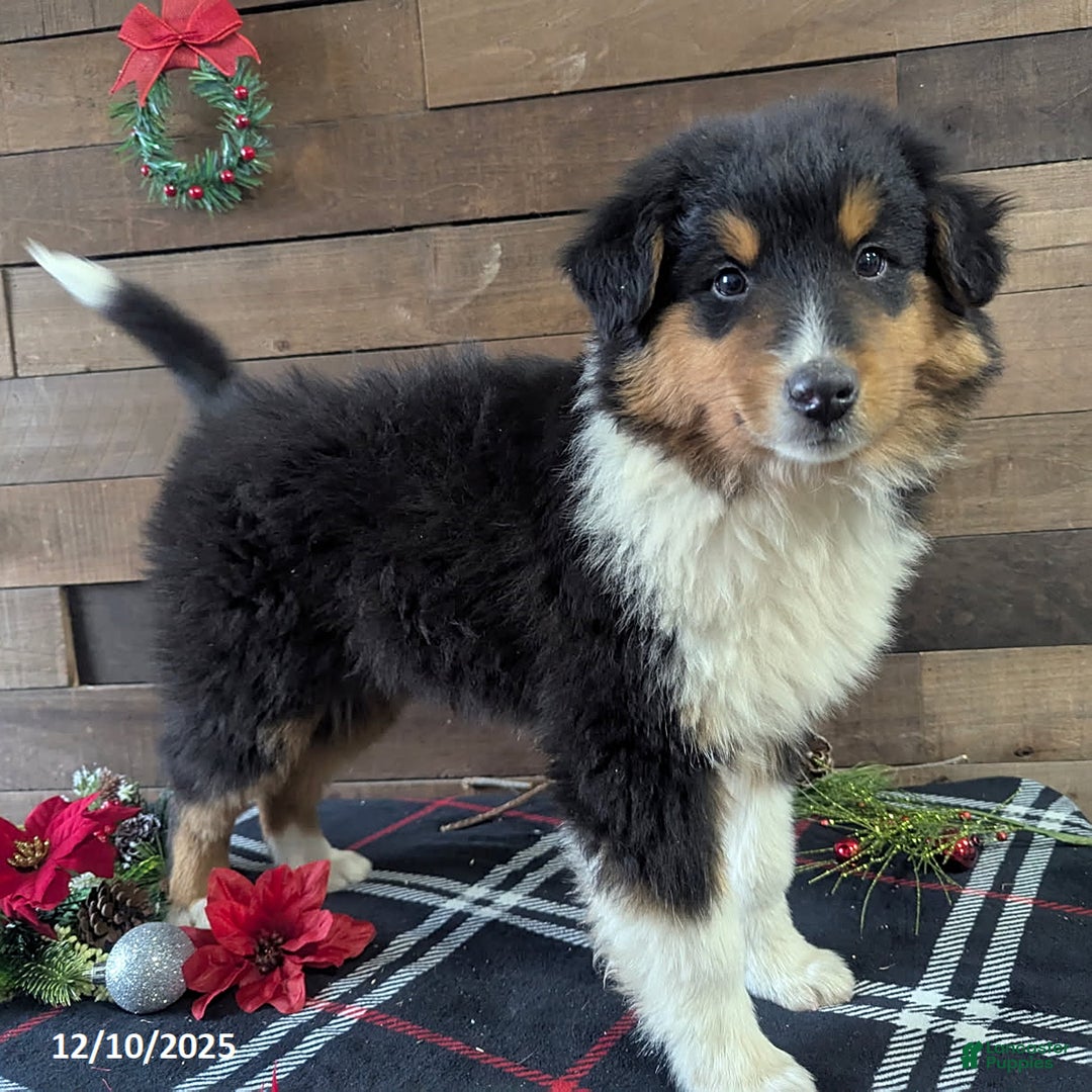 Mixed Breed dogs for sale: Texas - Ad 5