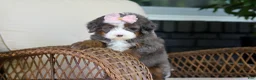 Mini Bernedoodle dogs for sale: Sophie - Ad 10