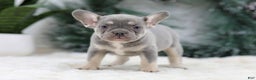 French Bulldog dogs for sale: Faith - Ad 7