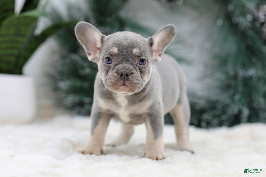 French Bulldog dogs for sale: Faith - Ad 7