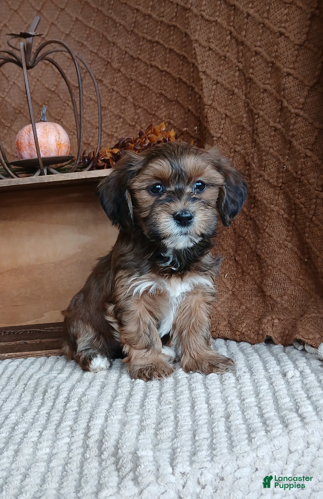 Havanese dogs for sale: Autumn  - Ad 8