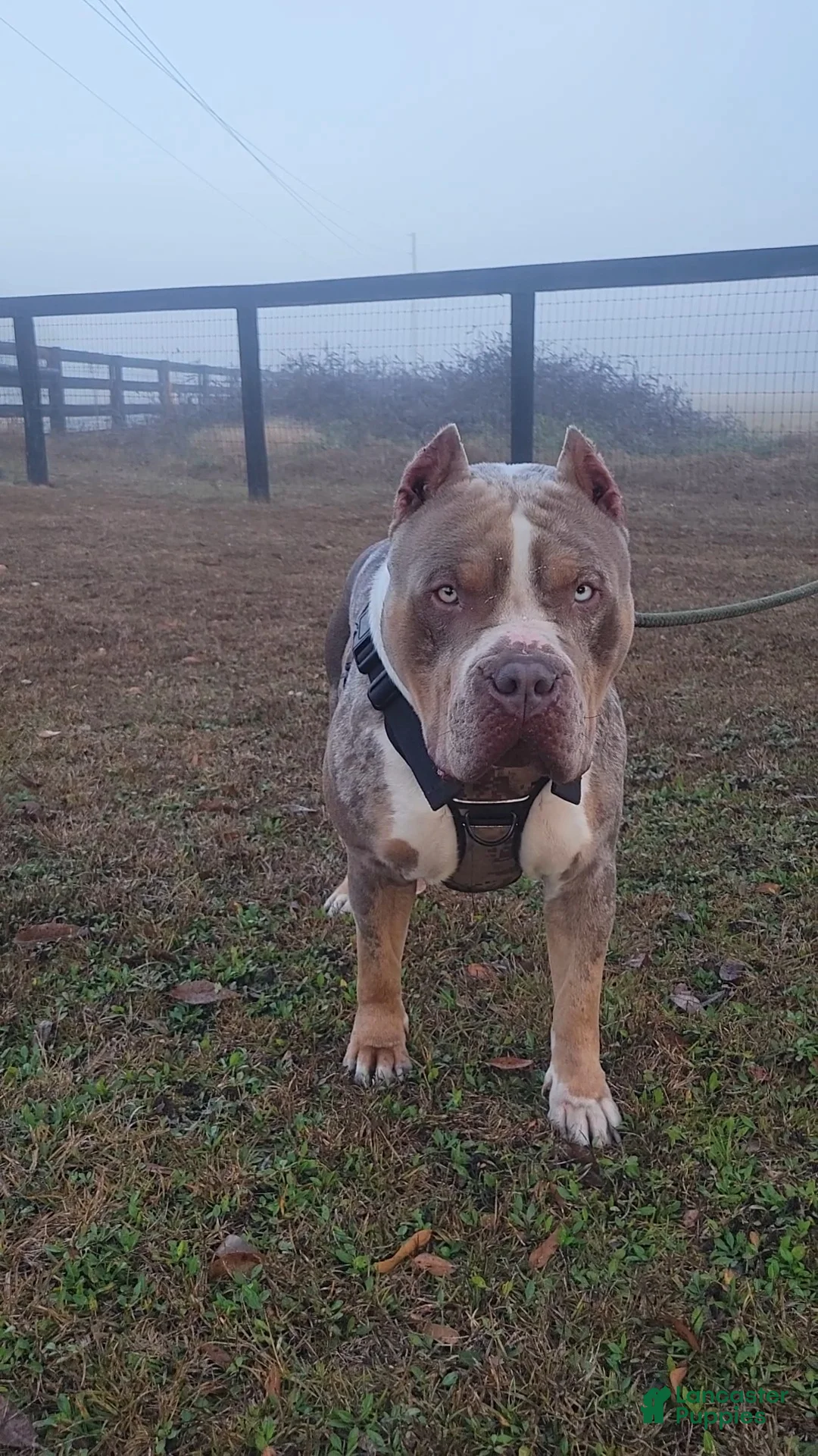 American Bully dogs for sale: GUY - Ad 2