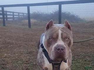 American Bully dogs GUY - Ad 1