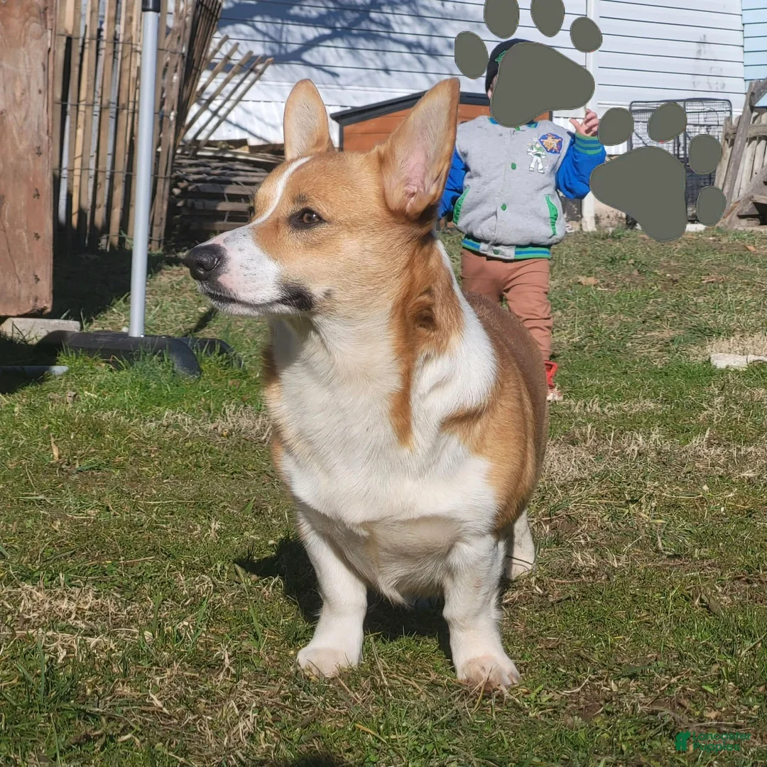 Welsh Corgi Pembroke dogs for sale: Corgi, blue - Ad 4