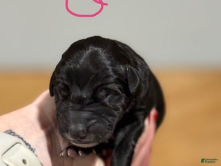 Great Dane dogs Female 1 - Ad 40