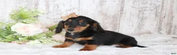 Dachshund dogs for sale: Pansy - Ad 3