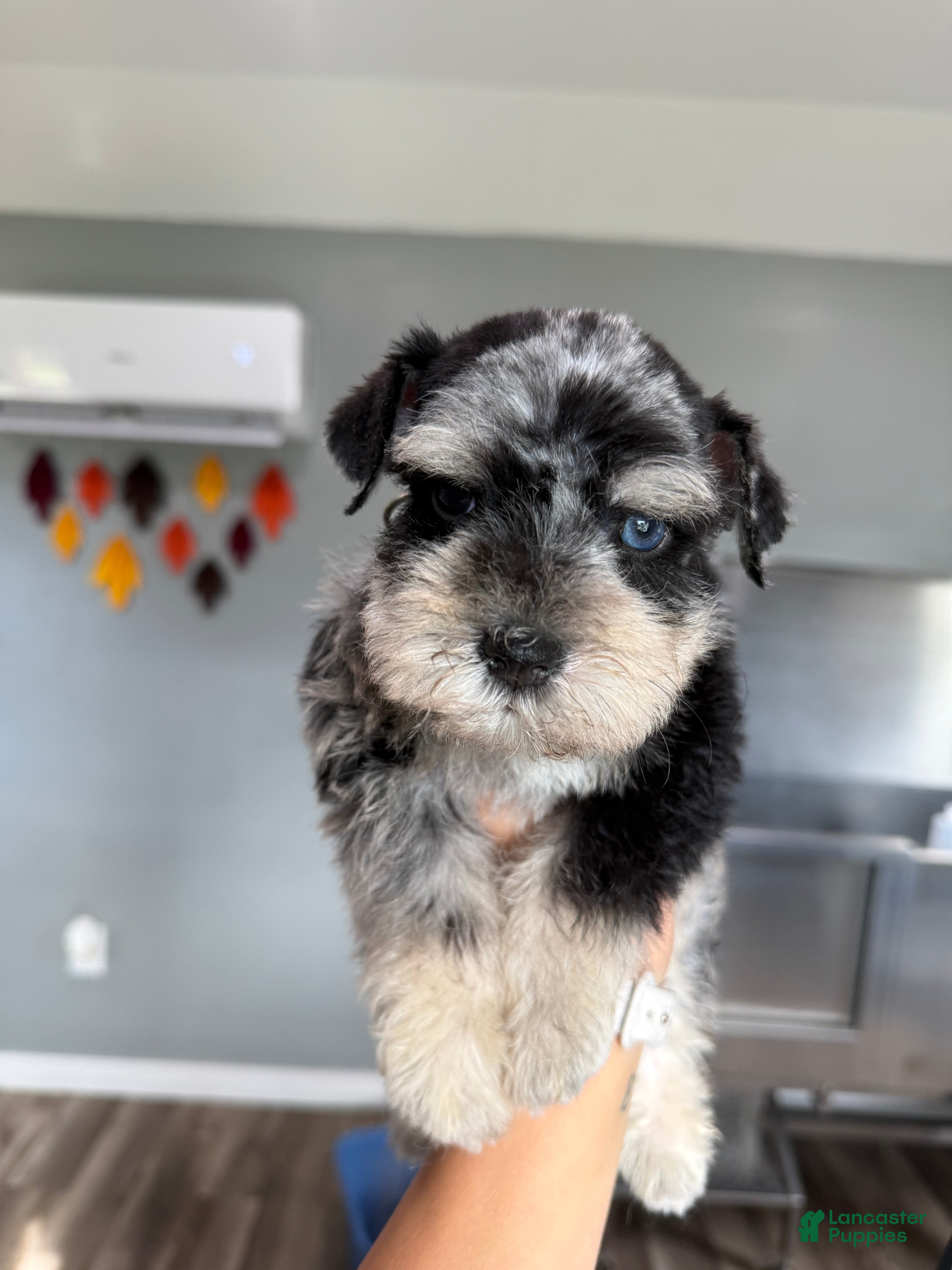 Miniature Schnauzer dogs Kiwi - Ad 19