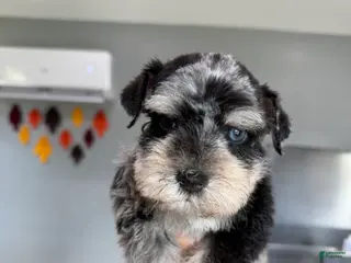 Miniature Schnauzer dogs Kiwi - Ad 14
