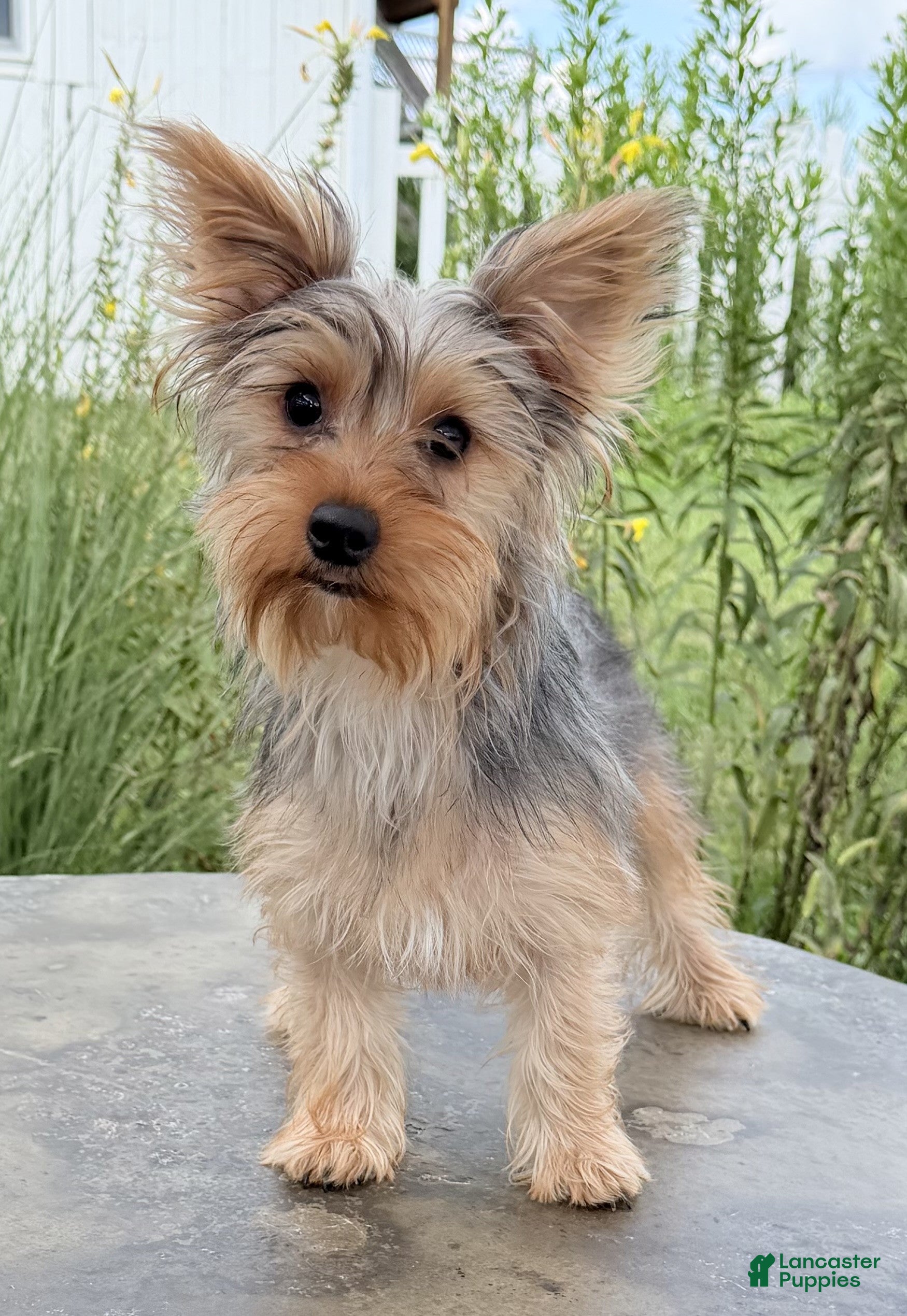 Yorkshire Terrier dogs Annie - Ad 2