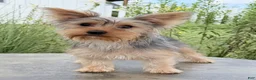 Yorkshire Terrier dogs for sale: Annie - Ad 2