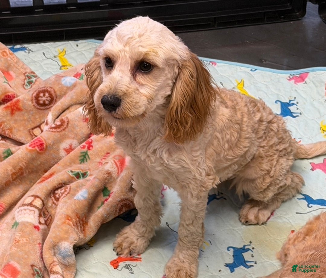 Cavapoo dogs for sale: Russell - Ad 1