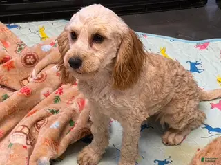 Cavapoo dogs Russell - Ad 26