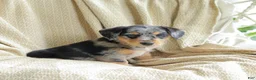 Mixed Breed dogs for sale: Oreo - Ad 3