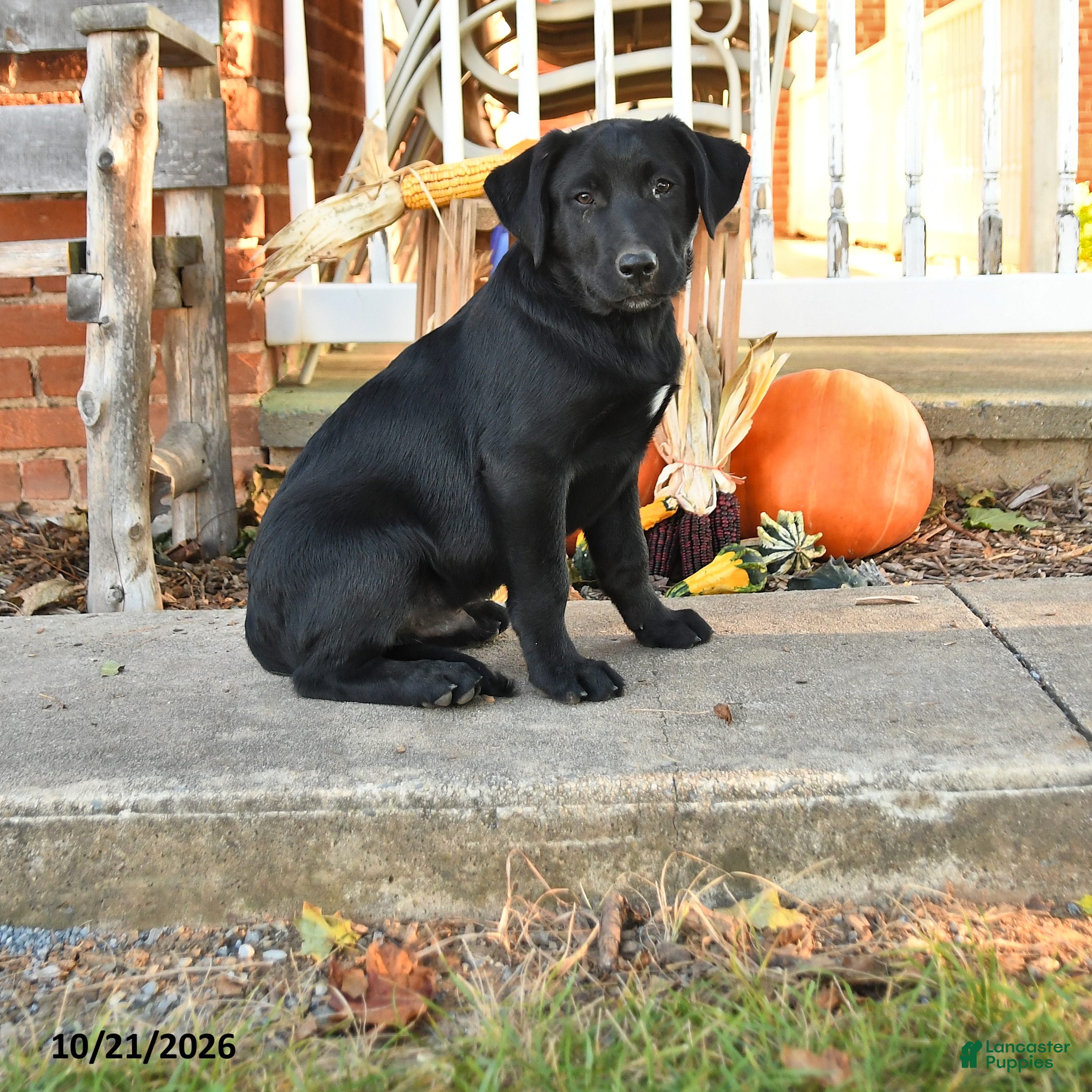 Mixed Breed dogs for sale: Blinky - Ad 1