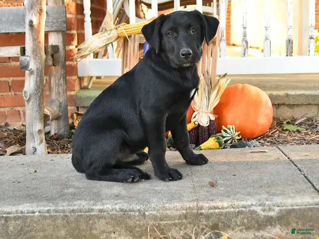 Mixed Breed dogs for sale: Blinky - Ad 1