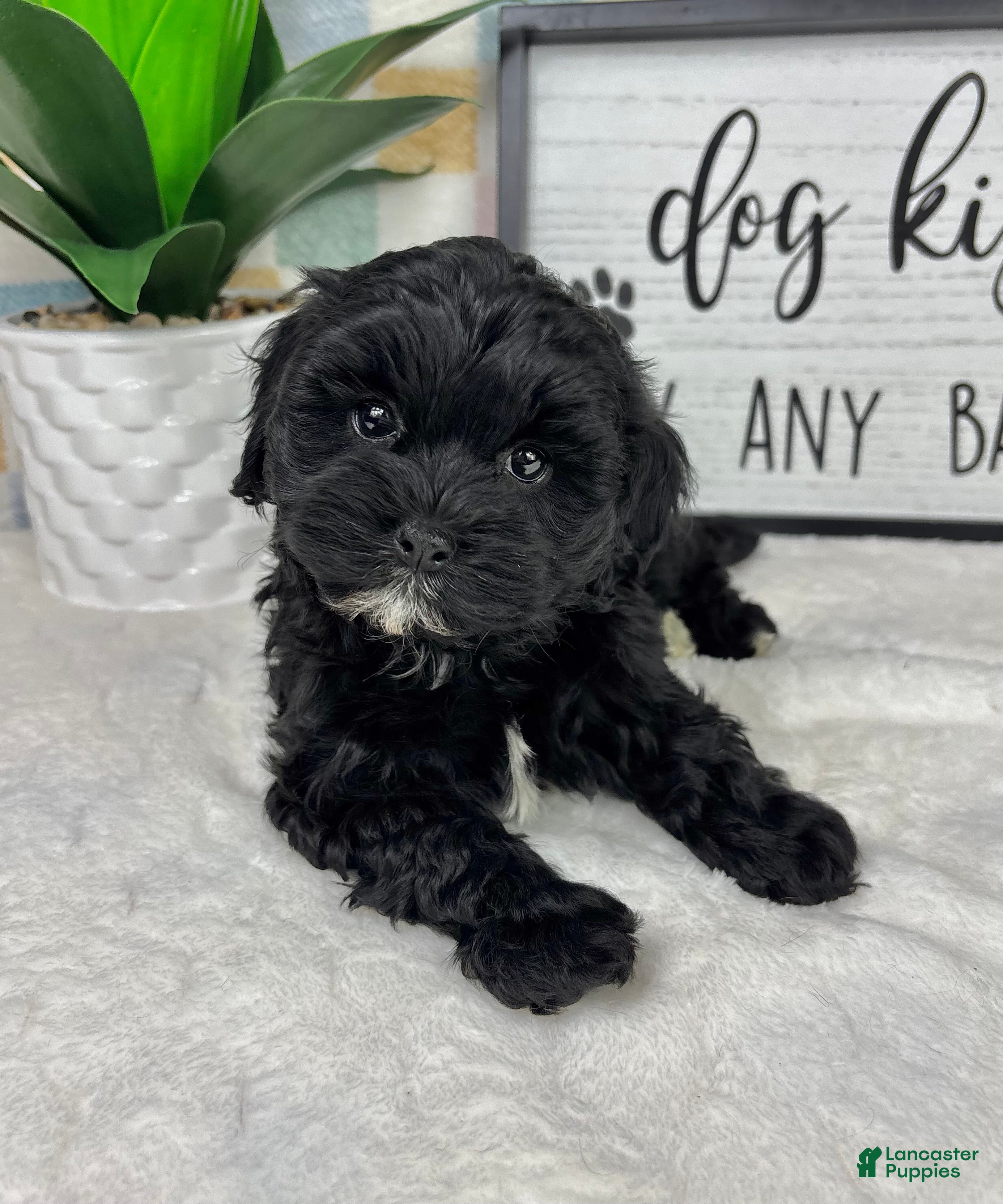 Cavapoo dogs Callen - Ad 38