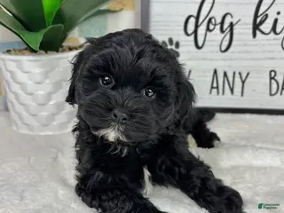 Cavapoo dogs Callen - Ad 27