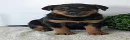 Mixed Breed dogs for sale: Marley - Ad 12