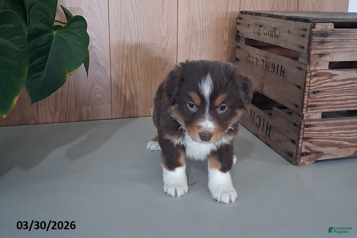 Australian Shepherd dogs Marcy - Ad 4