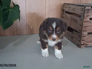 Australian Shepherd dogs Marcy - Ad 4