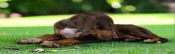 Catahoula Leopard Dog dogs for sale: Gypsie 2026 Female 1 - Ad 18