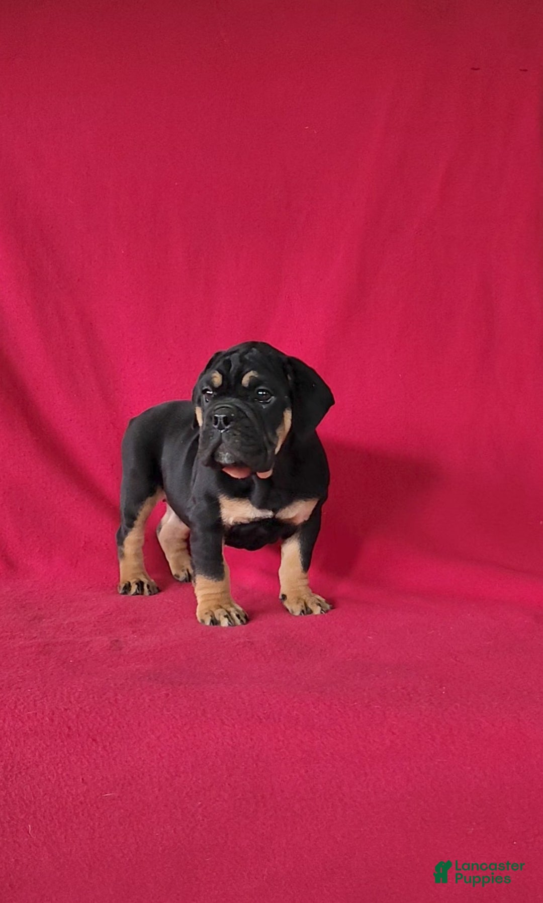 Beabull dogs for sale: Paisley - Ad 6