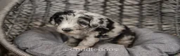 Sheepadoodle dogs for sale: Zinnia - Ad 6