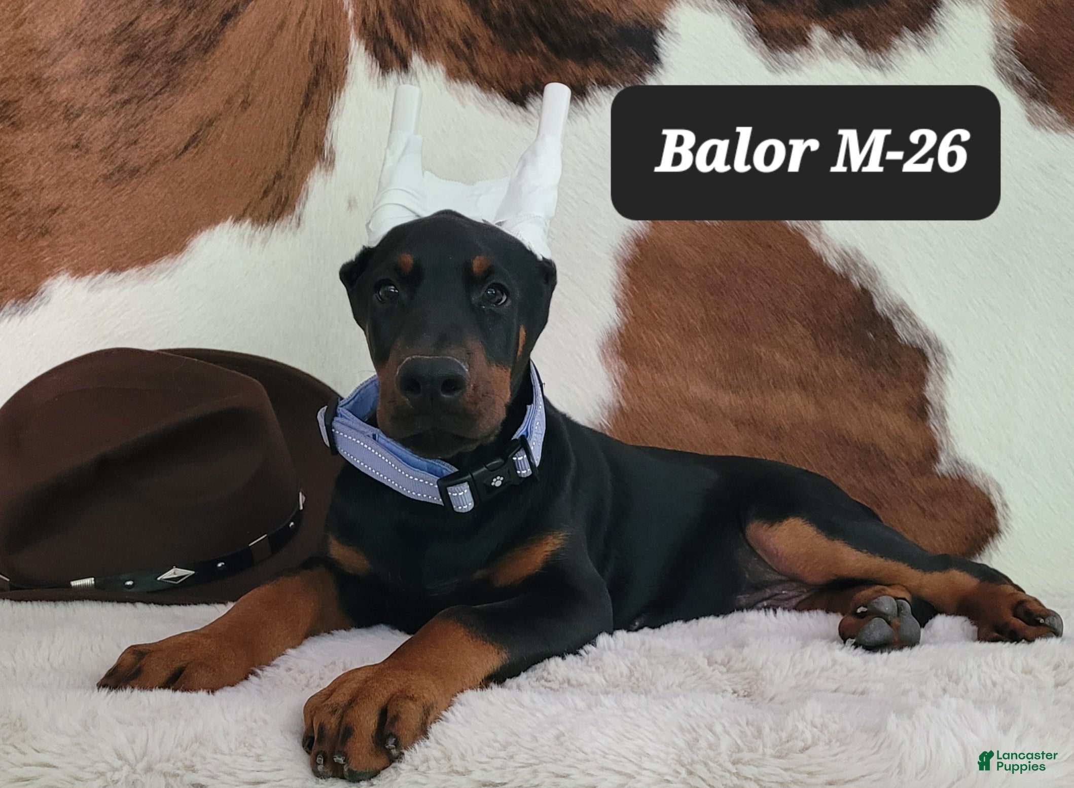 Doberman Pinscher dogs BALOR - Ad 26