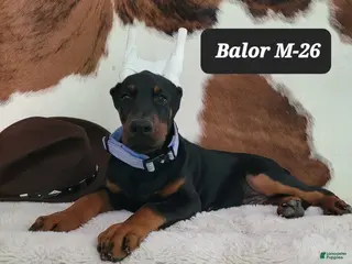 Doberman Pinscher dogs BALOR - Ad 16