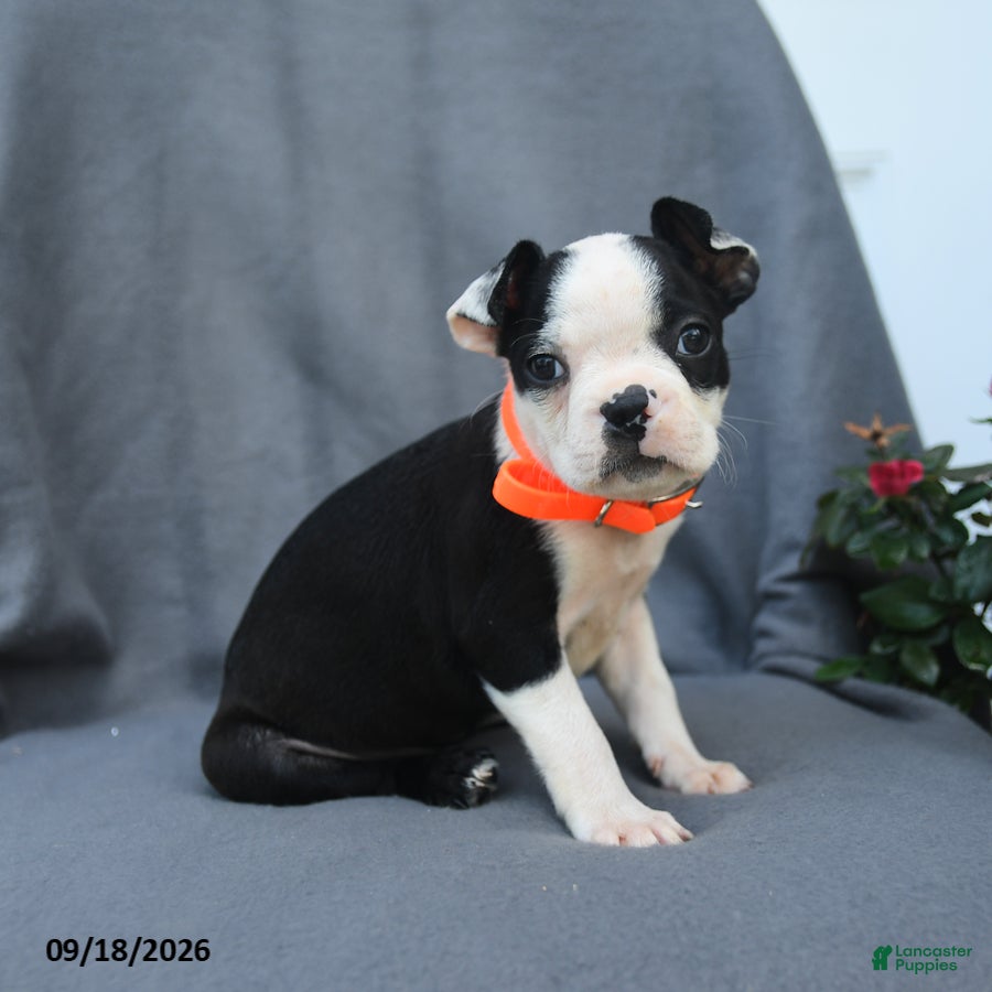 Boston Terrier dogs Olive  - Ad 1