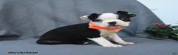 Boston Terrier dogs for sale: Olive  - Ad 1