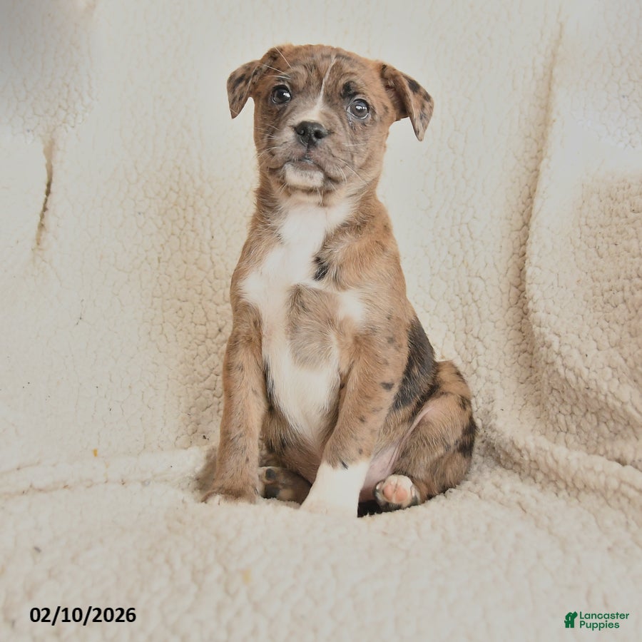 Mixed Breed dogs Mandy - Ad 38
