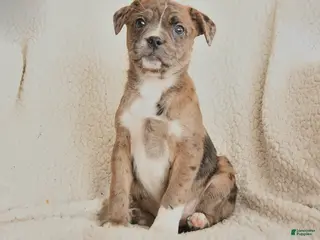 Mixed Breed dogs Mandy - Ad 38